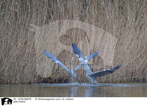 Graureiher / grey heron / AVD-06876