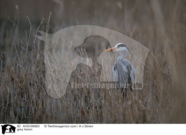 Graureiher / grey heron / AVD-06883