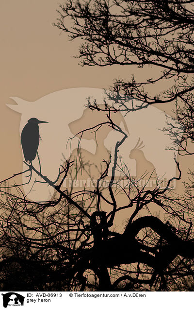 Graureiher / grey heron / AVD-06913