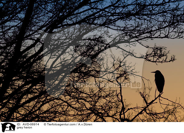 Graureiher / grey heron / AVD-06914