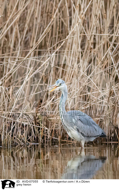 Graureiher / grey heron / AVD-07055