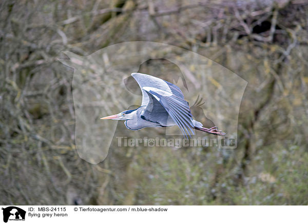 fliegender Graureiher / flying grey heron / MBS-24115