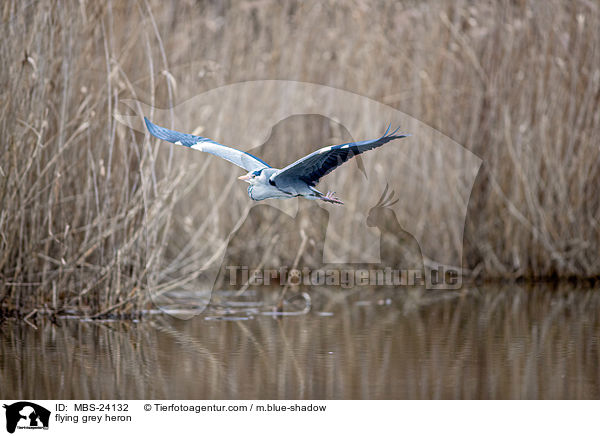 fliegender Graureiher / flying grey heron / MBS-24132