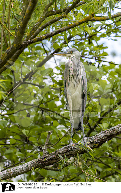 Graureiher sitzt in Bumen / grey heron sit in trees / WS-09635