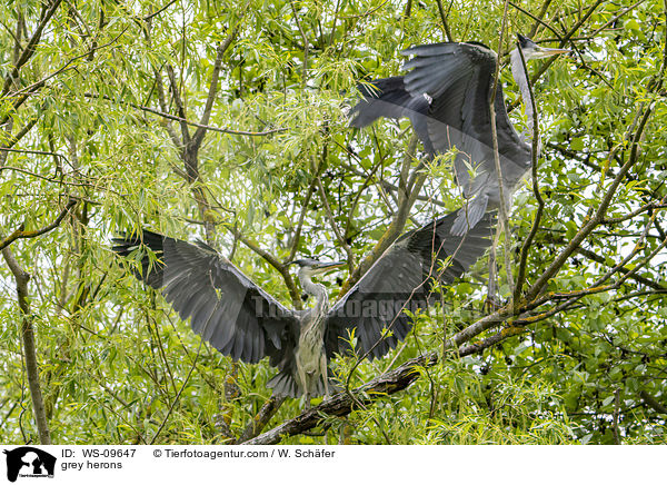 Graureiher / grey herons / WS-09647