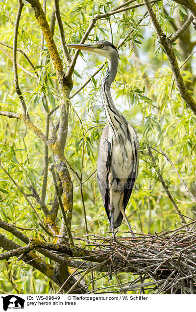 Graureiher sitzt in Bumen / grey heron sit in trees / WS-09649