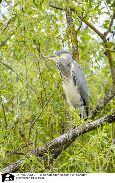 grey heron sit in trees / WS-09652