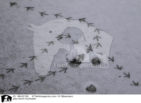 grey heron footmarks / HB-02108