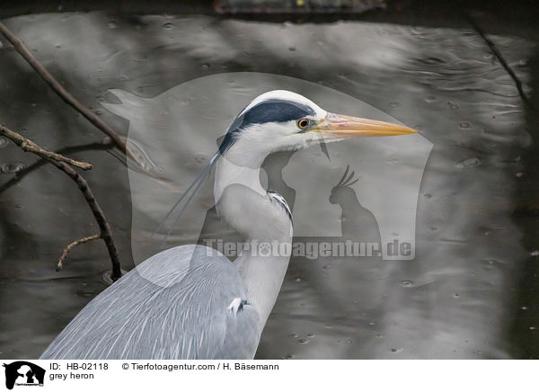 Graureiher / grey heron / HB-02118