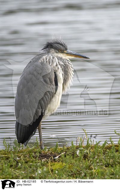 Graureiher / grey heron / HB-02185