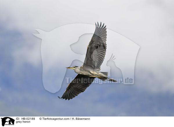 grey heron / HB-02188