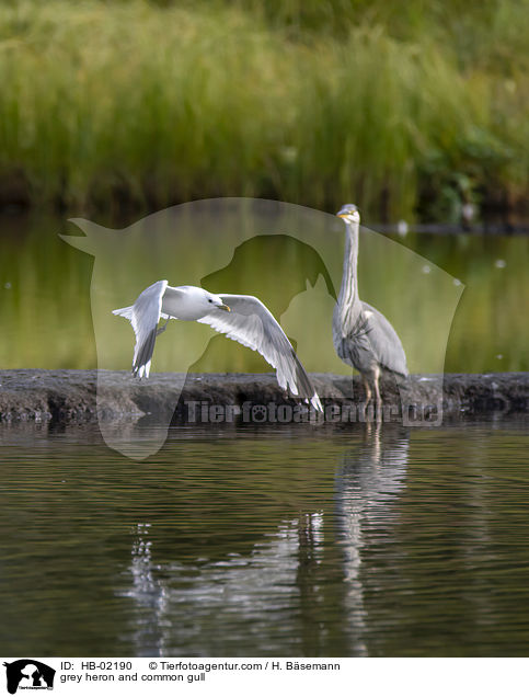 Graureiher und Sturmmwe / grey heron and common gull / HB-02190