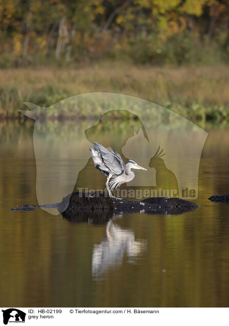 Graureiher / grey heron / HB-02199