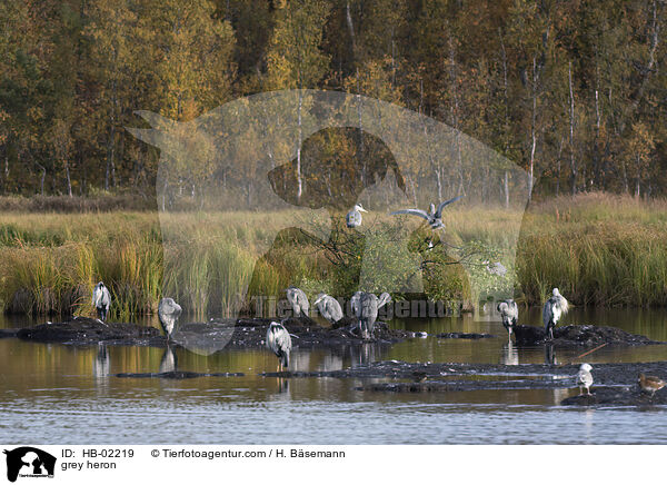 grey heron / HB-02219