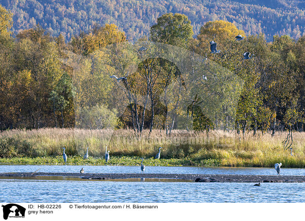 grey heron / HB-02226