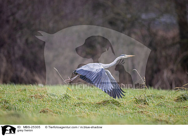 grey heron / MBS-25305