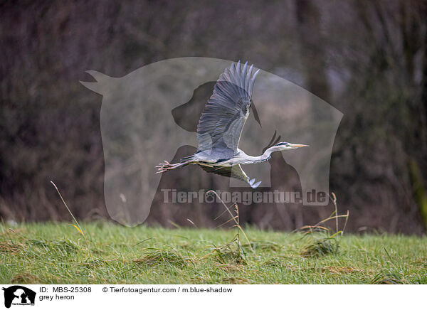 Graureiher / grey heron / MBS-25308