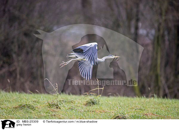 Graureiher / grey heron / MBS-25309