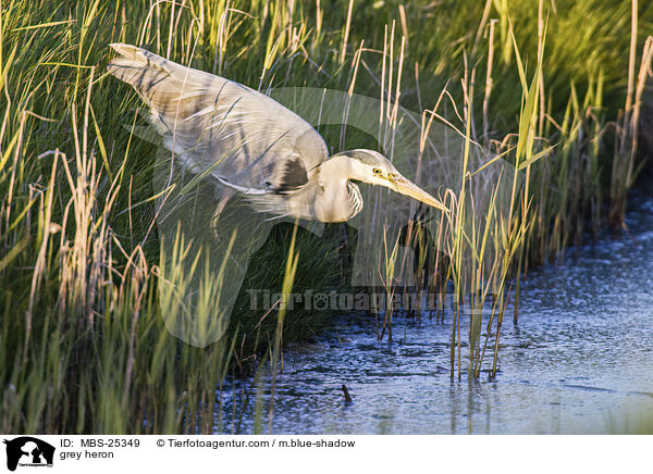 Graureiher / grey heron / MBS-25349