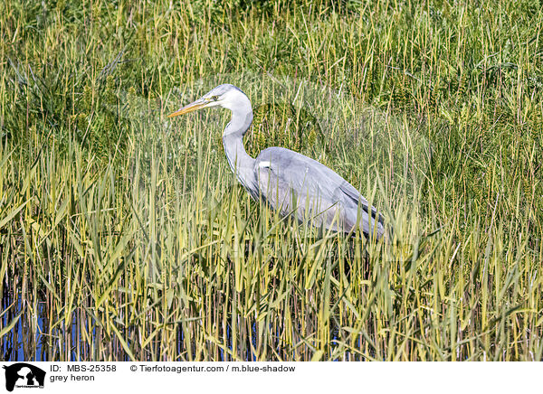 Graureiher / grey heron / MBS-25358