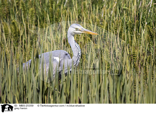 Graureiher / grey heron / MBS-25359