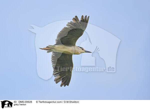 Graureiher / grey heron / DMS-09926