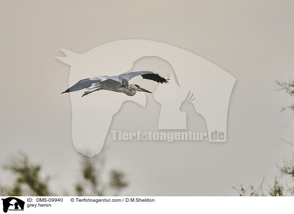 Graureiher / grey heron / DMS-09940