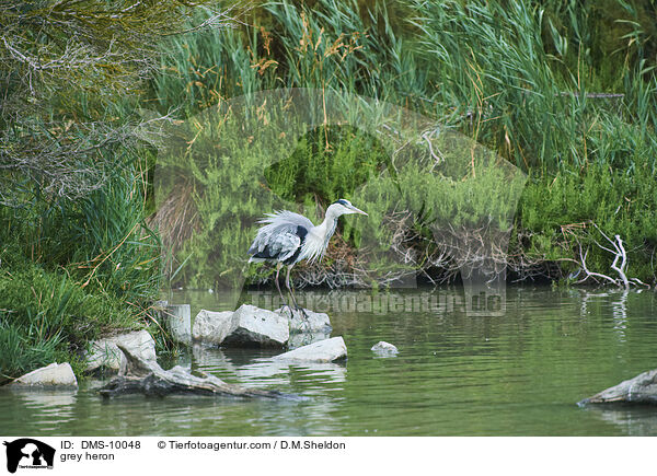 Graureiher / grey heron / DMS-10048