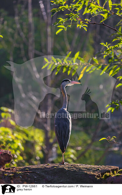 Graureiher / grey heron / PW-12661