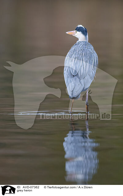 grey heron / AVD-07362