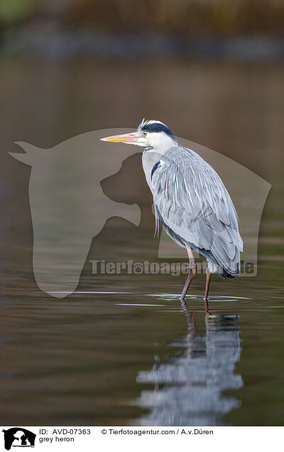 Graureiher / grey heron / AVD-07363