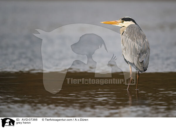 grey heron / AVD-07366