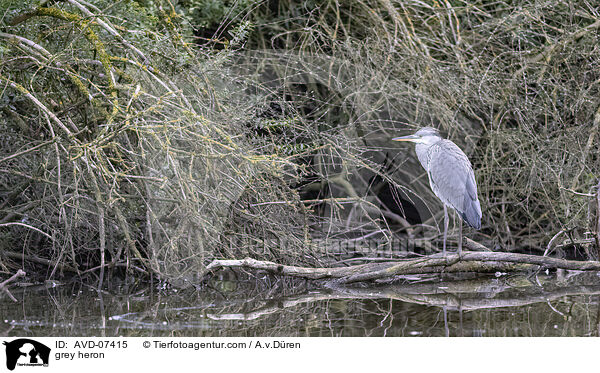 grey heron / AVD-07415