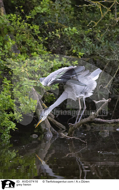 grey heron / AVD-07416