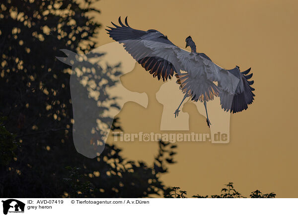 grey heron / AVD-07419