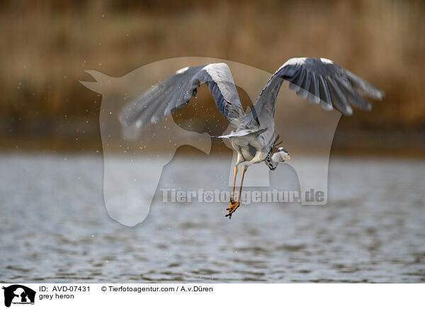 grey heron / AVD-07431