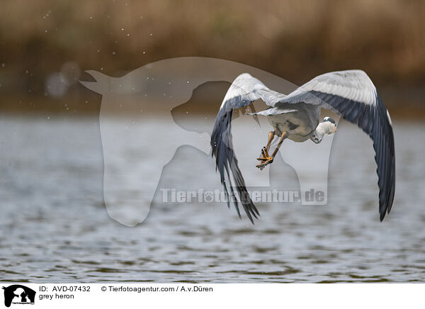 grey heron / AVD-07432