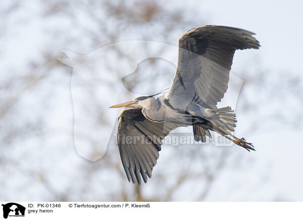 Graureiher / grey heron / PK-01346