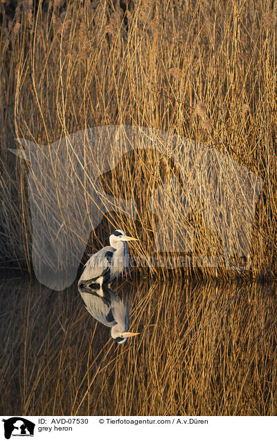 Graureiher / grey heron / AVD-07530