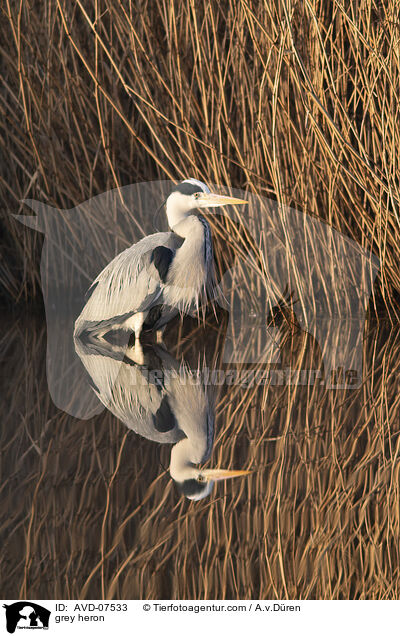 Graureiher / grey heron / AVD-07533