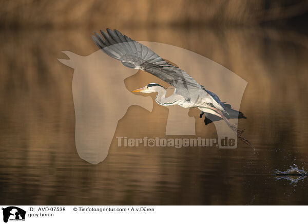 Graureiher / grey heron / AVD-07538