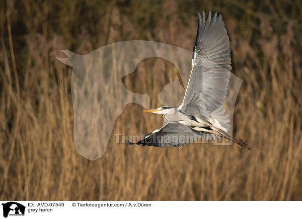 Graureiher / grey heron / AVD-07540