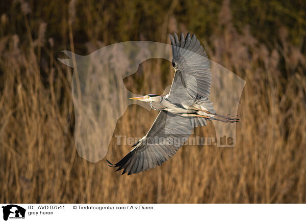 Graureiher / grey heron / AVD-07541