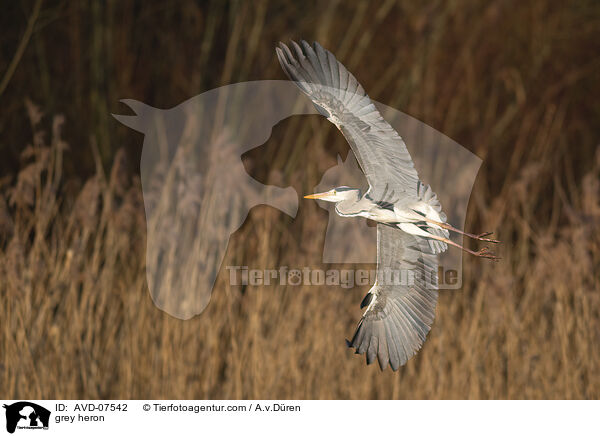Graureiher / grey heron / AVD-07542