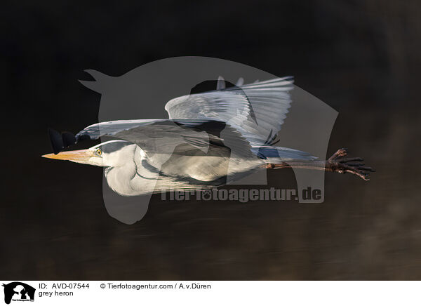 Graureiher / grey heron / AVD-07544