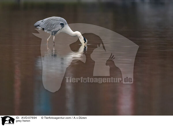 Graureiher / grey heron / AVD-07694