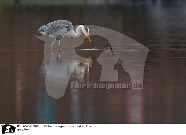 Graureiher / grey heron / AVD-07695