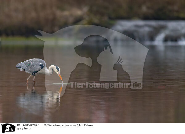 Graureiher / grey heron / AVD-07696