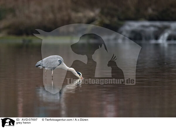Graureiher / grey heron / AVD-07697