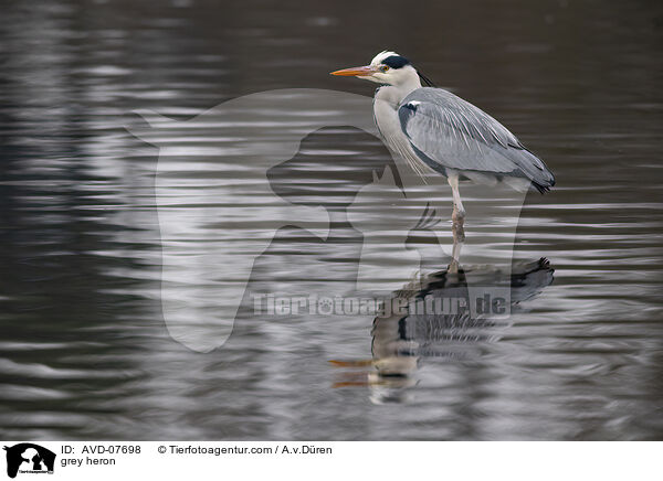 grey heron / AVD-07698